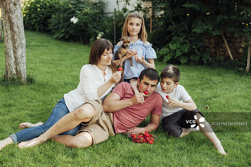 一家人在草地公园里吃新鲜的红草莓图片素材
