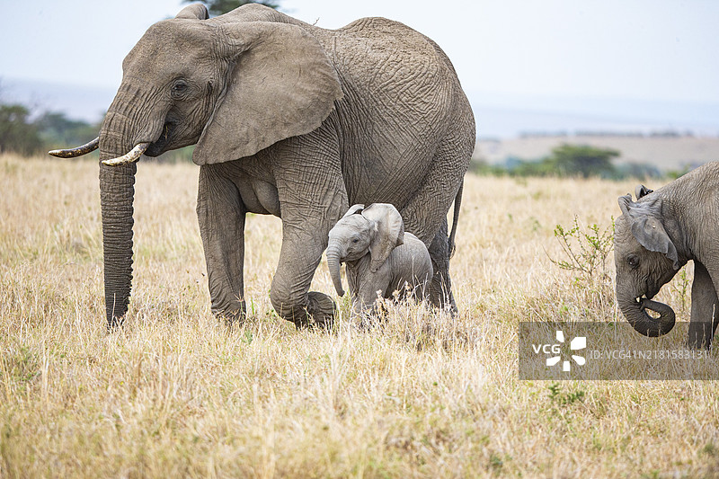 非洲象（非洲象）马赛马拉肯尼亚图片素材