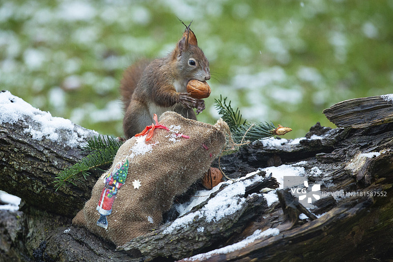 嘴里含着坚果站在树干上的松鼠，旁边是带有圣诞老人图案的麻袋图片素材