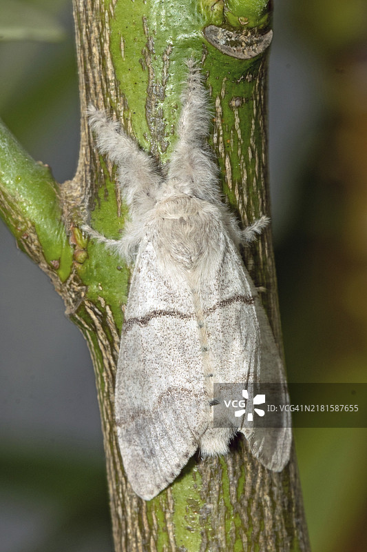 舞毒蛾，翅膀闭合，从后面坐在绿色树枝上图片素材