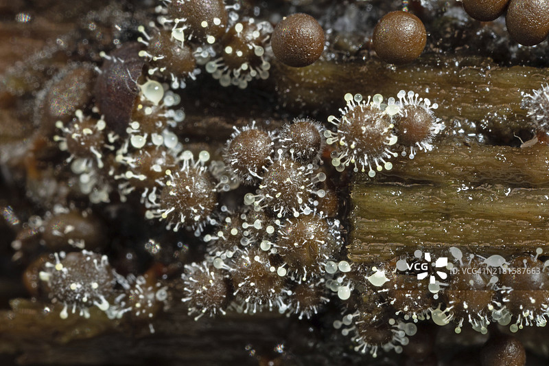 树干上红头黏菌的白色子实体球图片素材