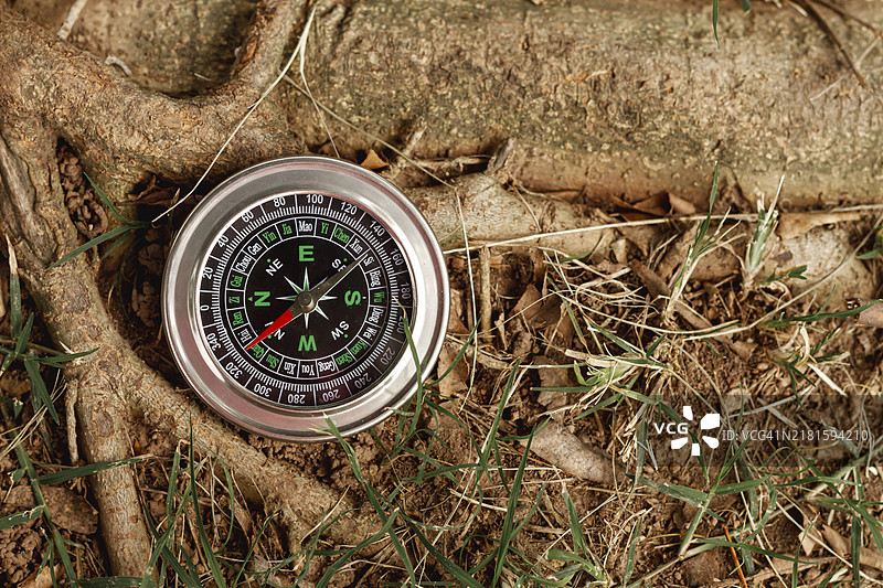 高角度罗盘树图片素材