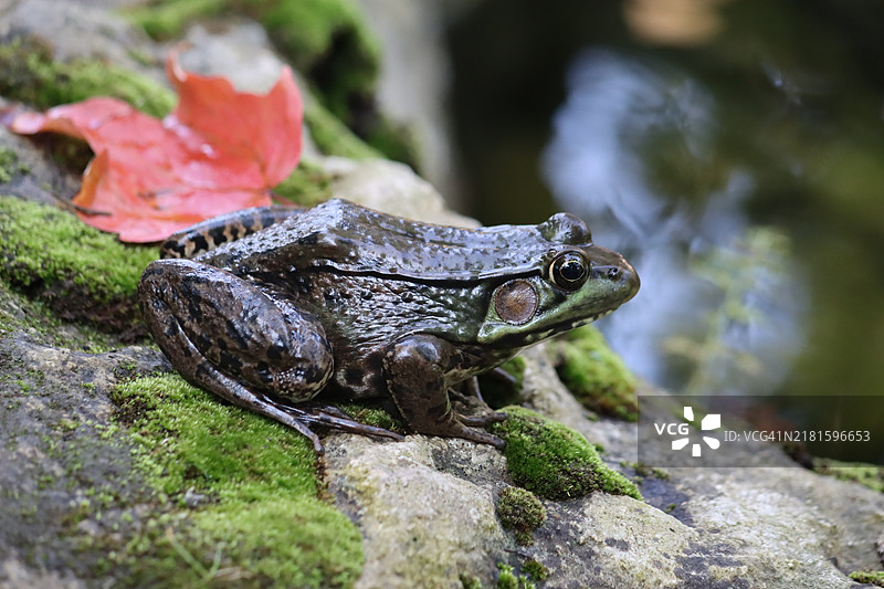雌性绿青蛙图片素材