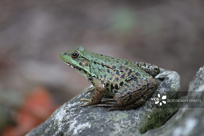 雌性豹蛙图片素材