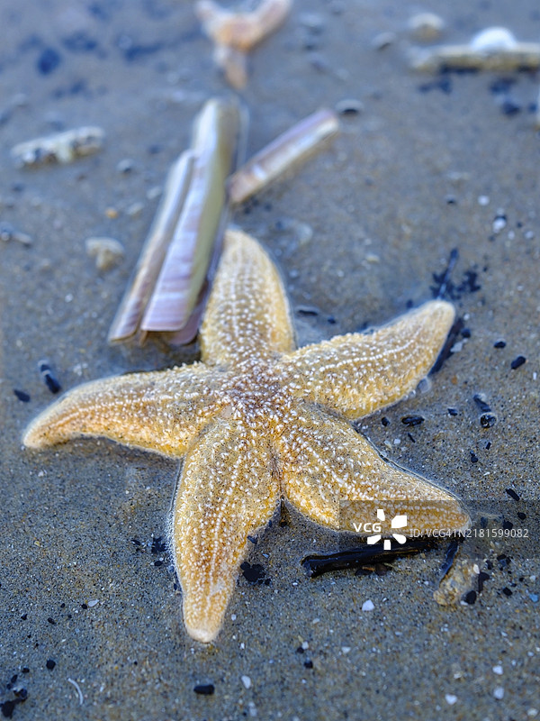 荷兰赞德沃特北海滩上的海星图片素材