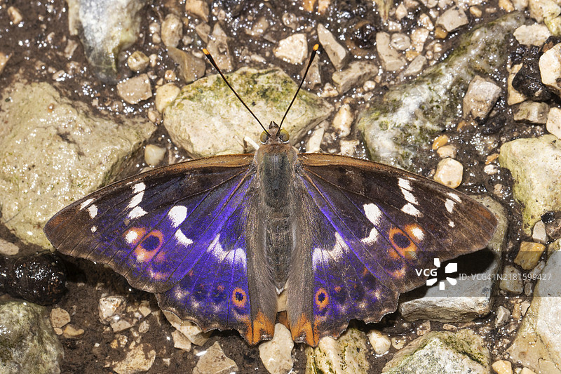 从后面看，停留在地面上的小席勒蝴蝶图片素材