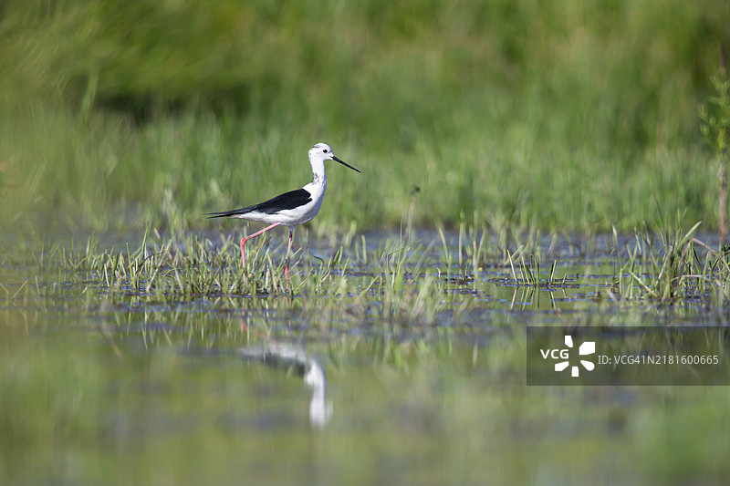 黑翅长脚鹬图片素材