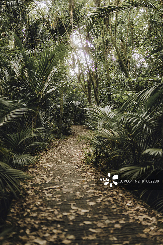 在奥克兰公园徒步穿越热带森林图片素材