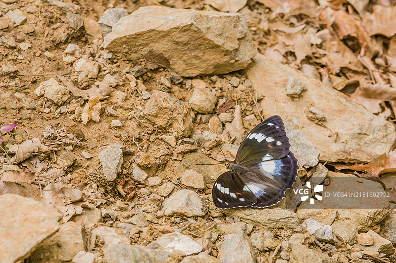停留在岩石地面上的雄性菜粉蝶图片素材
