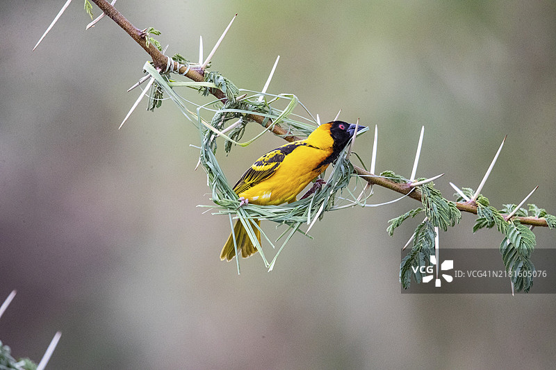 织布鸟（Ploceus cucullatus），肯尼亚马赛马拉图片素材