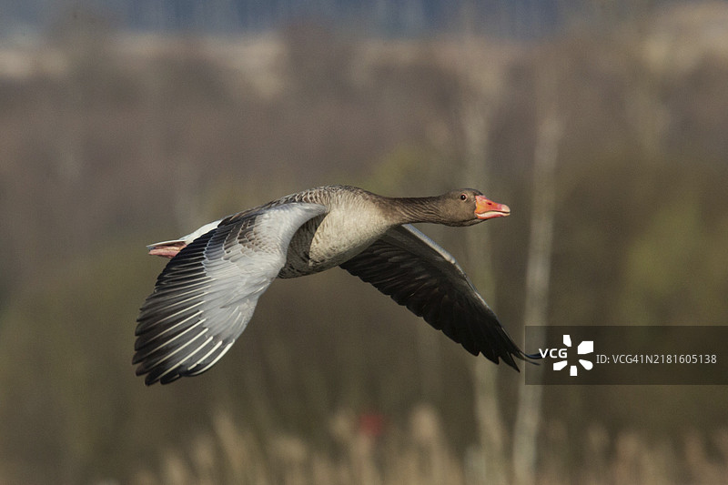 张开翅膀飞行的灰雁图片素材