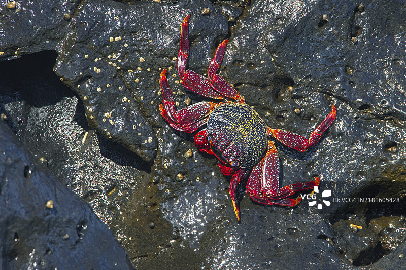 螃蟹，兰萨罗特岛图片素材