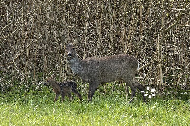 绿草芦苇丛中的母鹿和小鹿图片素材