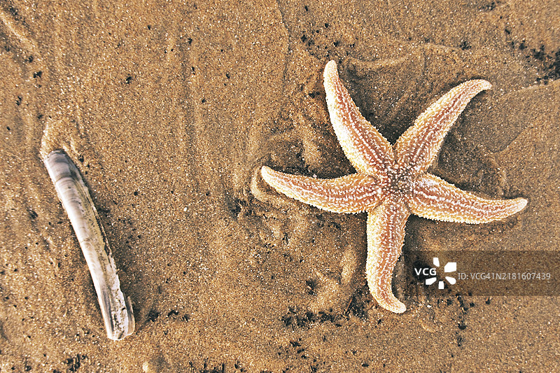 北海沙滩上的海星（Asteroidea），荷兰赞德沃特图片素材