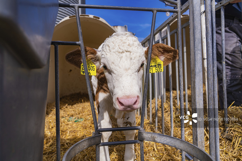 小牛犊站在谷仓的围栏区内向前看，Haselstaller Hof，Gechingen，黑森林，德国，欧洲图片素材