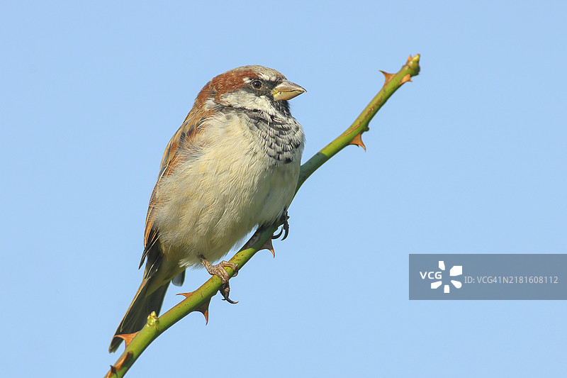 家麻雀(家雀),雄鸟栖息在带刺的树枝上,蓝色背景,野生动物,鸣禽,鸟类,波罗的海沿岸,费马恩岛,东荷尔斯泰因,石勒苏益格-荷尔斯泰因,德国,欧洲图片素材