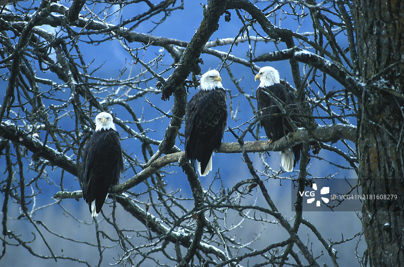 白头鹰（Haliaeetus leucocephalus），栖息并猎捕鲑鱼的鹰，位于美国阿拉斯加海恩斯附近的奇尔卡特谷。图片素材