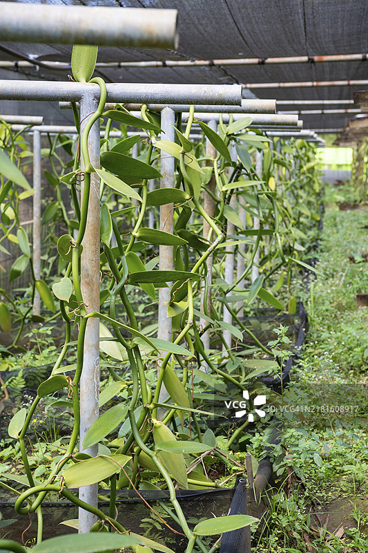 香草，圣奥宾庄园，糖厂，朗姆酒，印度洋，岛屿，毛里求斯，非洲图片素材