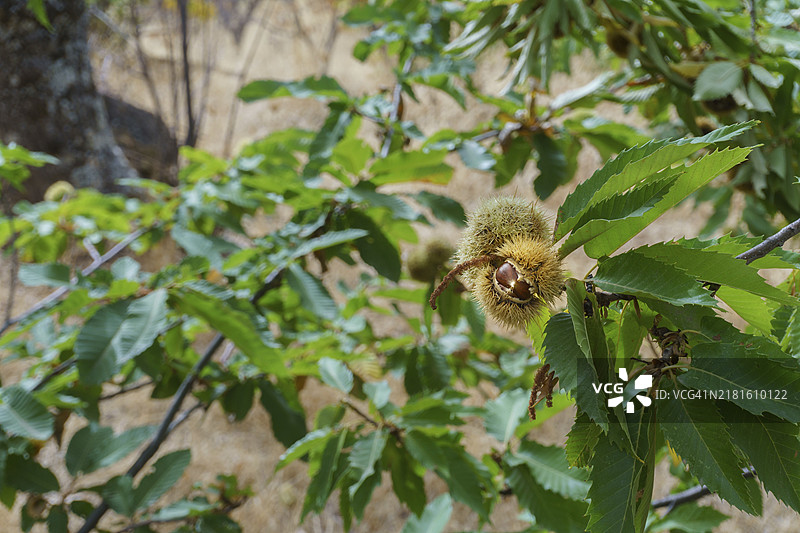 七叶树和带刺栗子果实图片素材