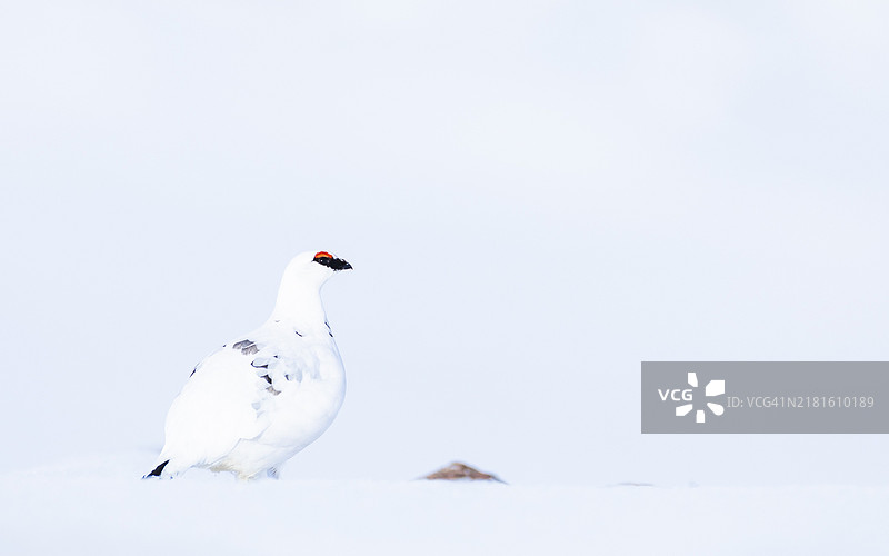 冬季雷鸟，坐卧于雪中，苏格兰高地，英国图片素材
