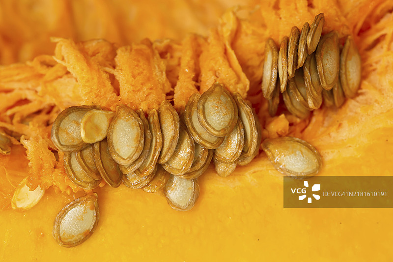 南瓜子图片素材