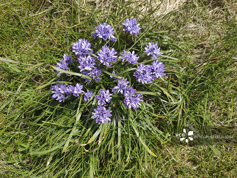 威尔士早花蓝钟花，英国图片素材