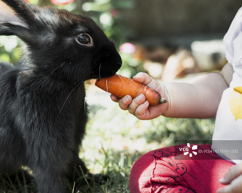 小孩喂黑色兔子吃胡萝卜图片素材