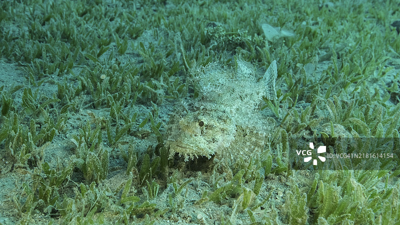 隐藏在珊瑚礁中的蝎子鱼图片素材