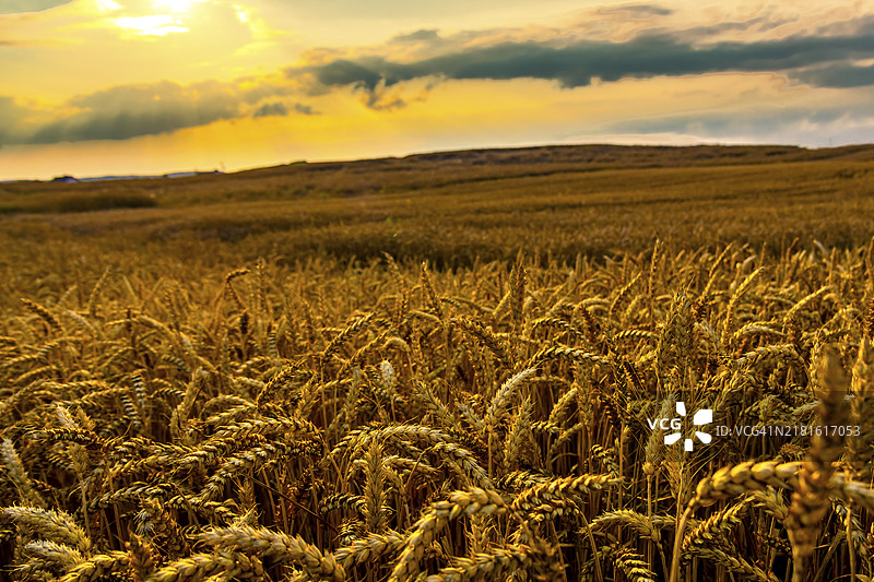 波兰日落时分的金色麦田图片素材