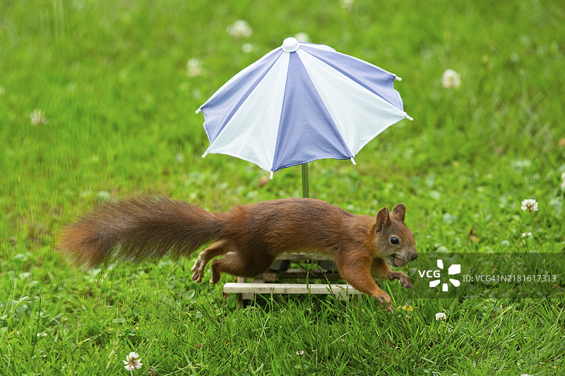 松鼠口衔坚果在绿草地上跳跃图片素材