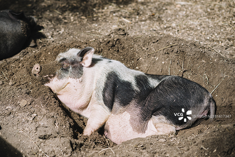 酣睡的猪图片素材