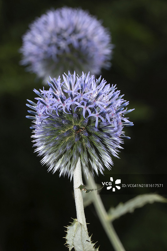 蓝色地球蓟和两朵蓝色花图片素材