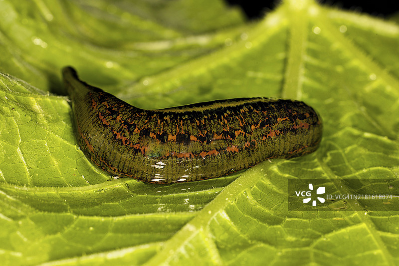 药用水蛭（Hirudo medicinalis）覆盖着血液，躺在绿叶上图片素材