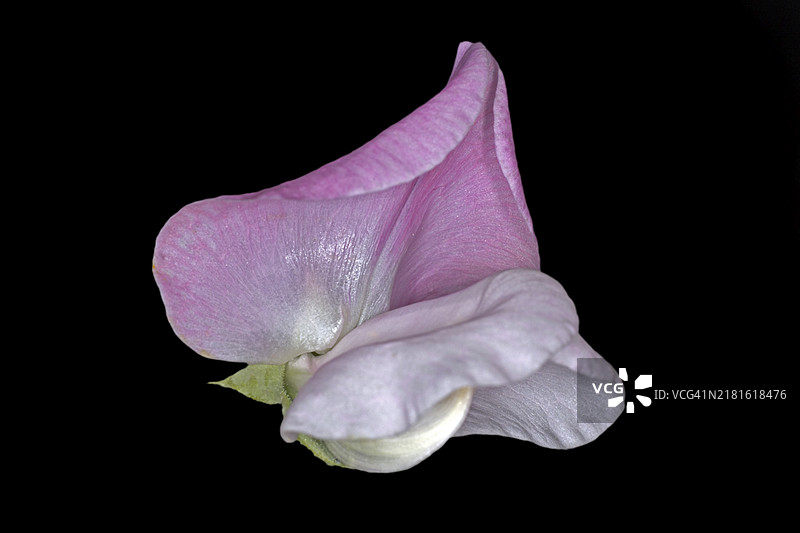 多年生豌豆粉色花朵，黑色背景图片素材