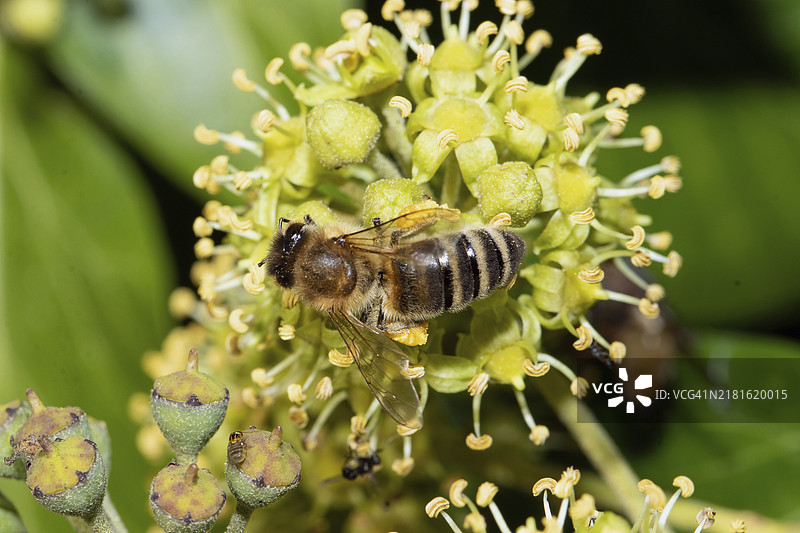 翅膀张开的丝滑蜜蜂停留在常春藤花朵上图片素材