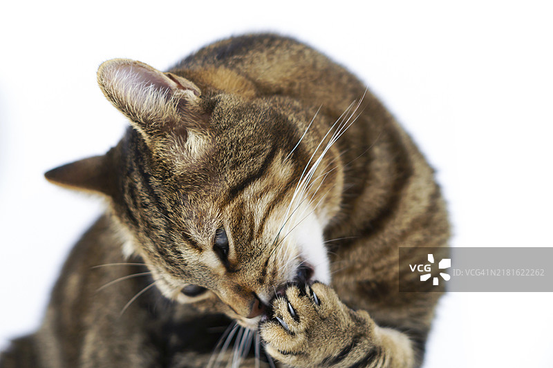 猫咪舔爪子的特写图片素材