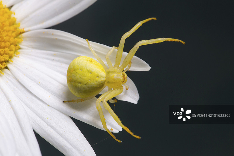 腿伸开坐在白色花朵上的黄色蟹蛛图片素材