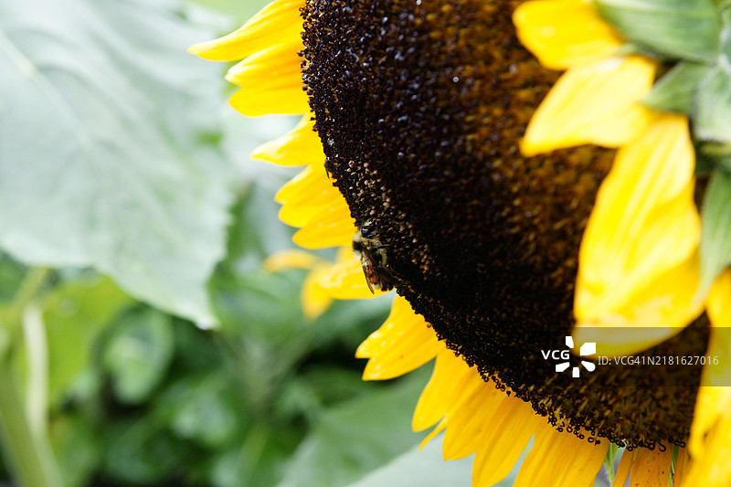 向日葵图片素材