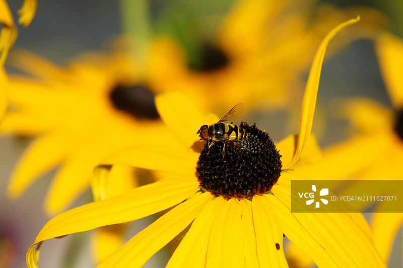 黑眼苏珊花图片素材