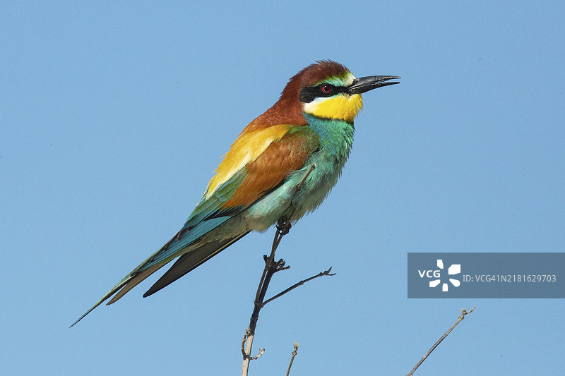 蜂虎在树枝上鸣叫，背景是蓝天图片素材