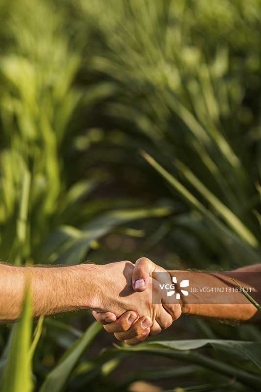男性在阳光明媚的日子里握手特写图片素材