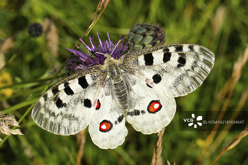 展开翅膀的阿波罗蝴蝶，停留在紫色花朵上图片素材