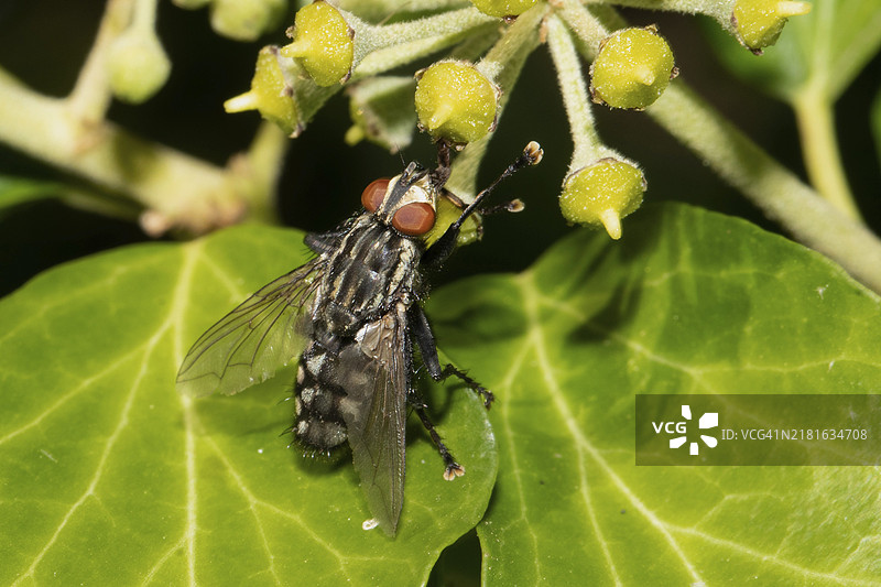 灰色麻蝇停在绿叶上，从后方右侧向上看图片素材