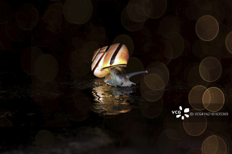 丛林蜗牛图片素材