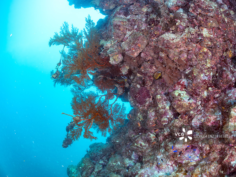 金带拟花鮨、天蓝雀鲷、三斑宅泥鱼、东方蝴蝶鱼等与软珊瑚群图片素材