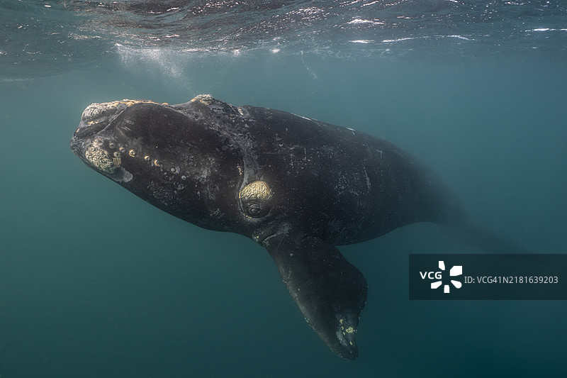 在阿根廷巴塔哥尼亚海岸游泳的露脊鲸图片素材