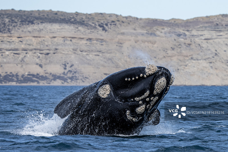 在阿根廷瓦尔德斯半岛浅水区跃出水面的南方露脊鲸图片素材