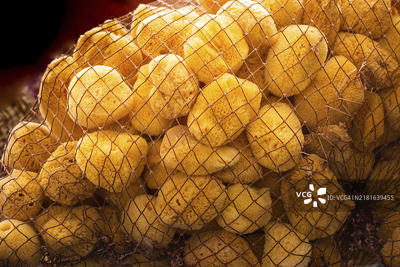 用于水疗和保健的天然海洋海绵合集图片素材