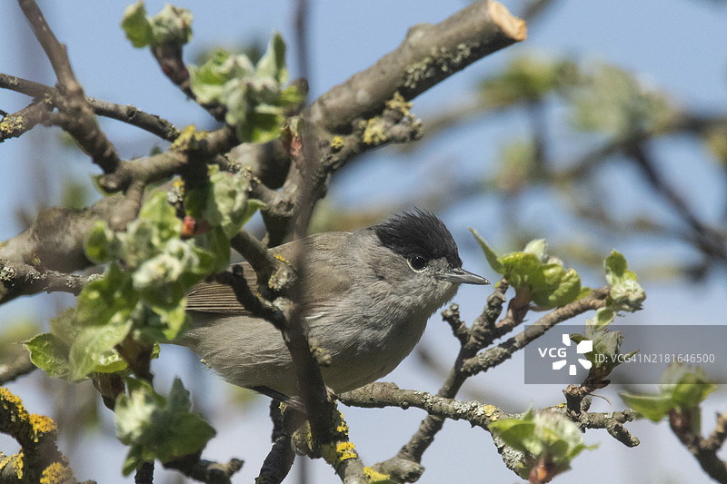 黑顶林莺雄鸟栖息在绿叶树枝上，向右看图片素材