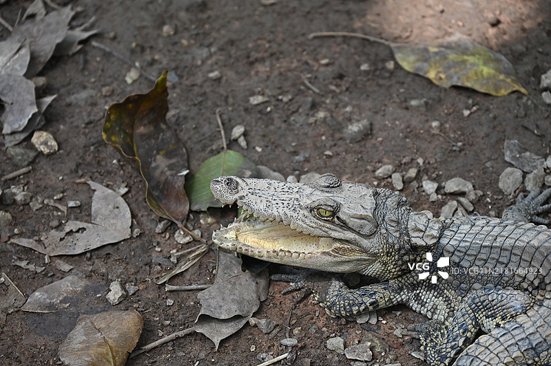 户外生活的鳄鱼。鳄鱼是一种大型两栖爬行动物，主要生活在大型热带河流中，是一种伏击掠食者。图片素材